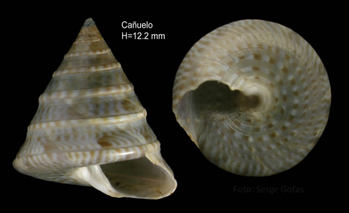 Calliostoma planatum Pallary, 1900Specimen from Cañuelo, Málaga, Spain (actual size 12.2 mm).