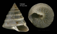 Calliostoma planatum Pallary, 1900Specimen from Caelo, Maga, Spain (actual size 12.2 mm)., author: Rueda, JosLuis