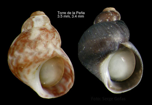 Tricolia miniata (Monterosato, 1884)Specimens from Torre de la Peña, Tarifa, Spain (actual sizes 3.4 and 3.5 mm). Tricolia miniata (Monterosato, 1884)Specimens from Torre de la Peña, Tarifa, Spain (actual sizes 3.4 and 3.5 mm).
