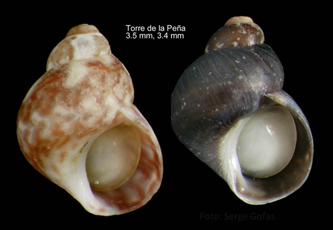 Tricolia miniata (Monterosato, 1884)Specimens from Torre de la Peña, Tarifa, Spain (actual sizes 3.4 and 3.5 mm).