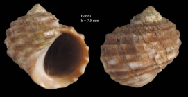 Littorina saxatilis (Olivi, 1792)Specimen from Benzú, Ceuta, Strait of Gibraltar (actual size 7.5 mm).