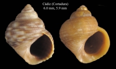 Littorina saxatilis (Olivi, 1792)Specimen from La Cortadura, Cádiz, Spain (actual sizes 6.0 and 5.9 mm)