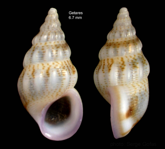 Rissoa variabilis (Von Mühlfeldt, 1824)Specimen from Getares, Spain (actual size 6.7 mm).