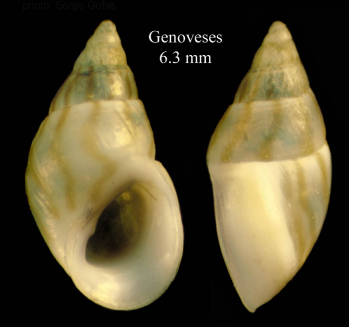 Rissoa monodonta Philippi, 1836 Specimen from Genoveses, Almería, Spain, among Cymodocea seagrass (actual size 6.3 mm)