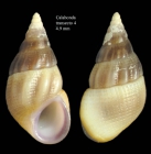 Rissoa lilacina Rcluz, 1843 Specimen from Calahonda, Mlaga, Spain (actual size 4.9 mm).