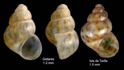 Setia pulcherrima (Jeffreys, 1848)Specimens from Getares, Spain (actual size 1.2 mm) and from Tarifa, Spain (actual size 1.5 mm)