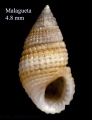 Alvania geryonia (Nardo, 1847)Shell from La Malagueta, Málaga, Spain (actual size 4.8 mm).