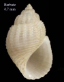 Alvania lactea (Michaud, 1832)Specimen from Barbate, Spain (actual size 4.7 mm).