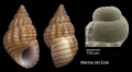 Gastropoda