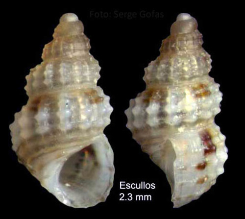 Alvania scabra (Philippi, 1844)Specimen from Los Escullos, Almería, Spain (actual size 2.3 mm).