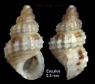 Alvania scabra (Philippi, 1844)Specimen from Los Escullos, Almer, Spain (actual size 2.3 mm)., author: Gofas, Serge