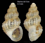 Gastropoda