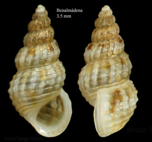Alvania rudis (Philippi, 1844)Specimen from Benalmádena, Spain (actual size 3.5 mm).