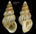 Alvania rudis (Philippi, 1844)Specimen from Benalmádena, Spain (actual size 3.5 mm).