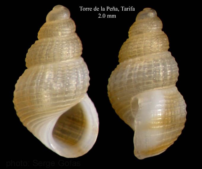 Alvania parvula (Jeffreys, 1884)Specimen from Torre de la Peña, Tarifa, Spain (actual size 2.0 mm).