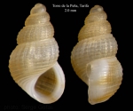 Mollusca (molluscs)