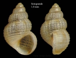 Mollusca (molluscs)