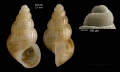Alvania vermaasi van Aartsen, 1975Specimen from Barbate, Spain (actual size 2.1 mm), and protoconch of a shell from Xauen bank (170 m), Alboran sea.