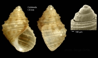 Crisilla tenera (Philippi, 1844)Specimen from Calahonda, Maga, Spain (actual size 1.8 mm), and protoconch of a shell from Fuengirola, Spain., author: Gofas, Serge