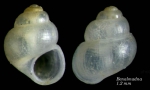 Obtusella intersecta (Wood S., 1857)Shell from Benalmádena, Spain (actual size 1.2 mm).