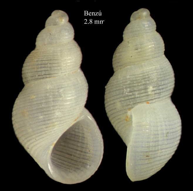Onoba josae Moolenbeek & Hoenselaar, 1987Shell from Benzú, Ceuta, Strait of Gibraltar, Ceuta (actual size 2.8 mm).