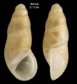 Peringiella elegans (Locard, 1892)Specimen from Benzú, Ceuta, Strait of Gibraltar (actual size 2.1 mm).