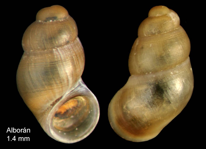 Nodulus spiralis van der Linden, 1986 Specimen from Isla de Alborán (actual size 1.4 mm).