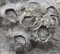 Pyrenocollema halodytes