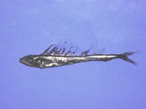 Alepisaurus brevirostris Alepisaurus brevirostris