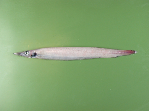 Arctozenus rissoi Arctozenus rissoi