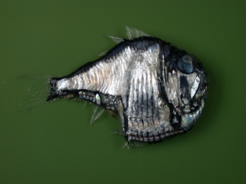 Argyropelecus aculeatus Argyropelecus aculeatus