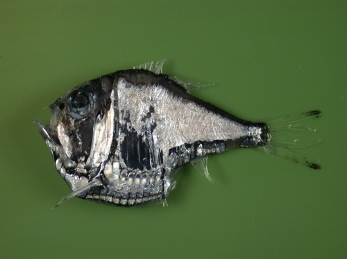 Argyropelecus olfersoni Argyropelecus olfersoni