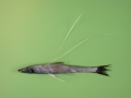 Aulopiformes