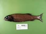 Bathytroctes microlepis