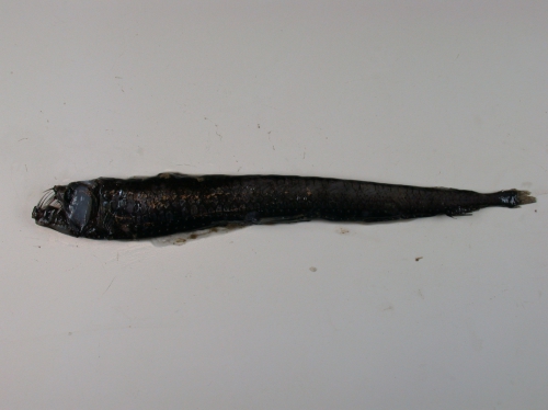 Chauliodus sloani Chauliodus sloani