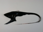 Anguilliformes