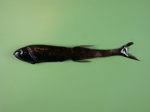 Gonostoma bathyphyllum Gonostoma bathyphyllum