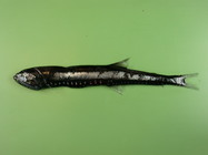 Gonostoma elongatum