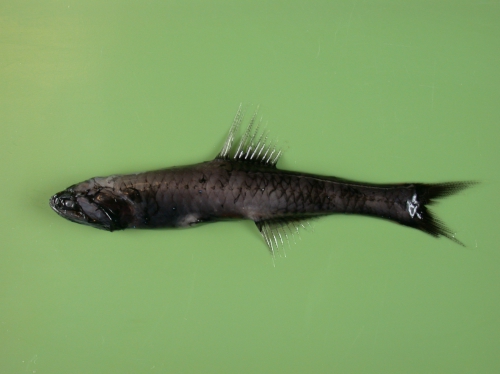 Lampanyctus ater Lampanyctus ater