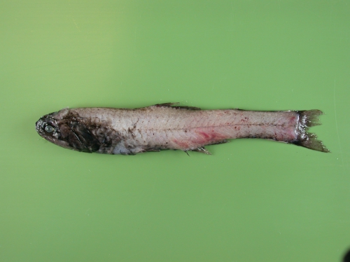 Lampanyctus Lampanyctus