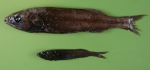 Maulisia microlepis