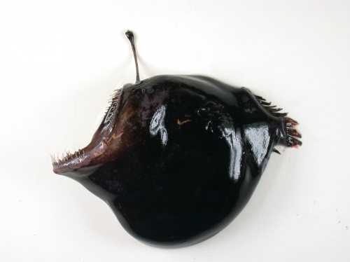 melanocetus johnsoni melanocetus johnsoni