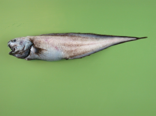 Monomitopus Monomitopus