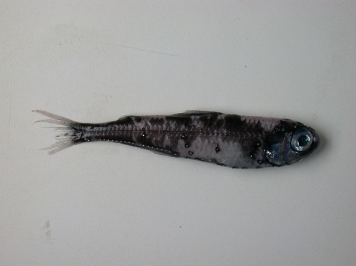 Myctophum punctatum Myctophum punctatum