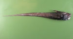 Gadiformes