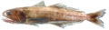 Actinopterygii