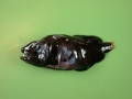 Beryciformes