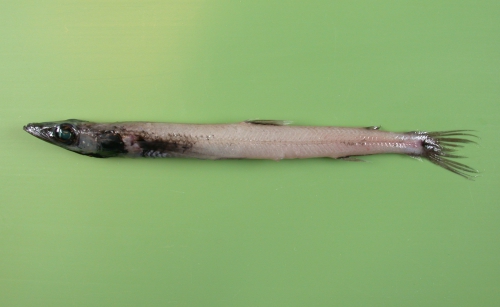 Scopelosaurus lepidus