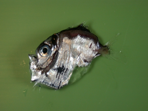 Sternoptyx diaphana Sternoptyx diaphana