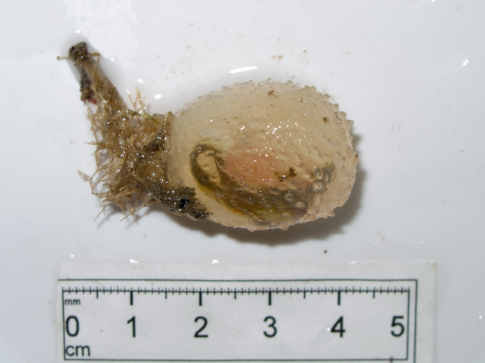 Molgula griffithsii Molgula griffithsii